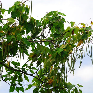 Image of Catalpa seed pods hanging from the tree.